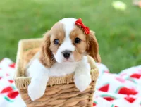 Macy, a female Cavalier King Charles Spaniel for sale in Syracuse, IN – 1 of 3