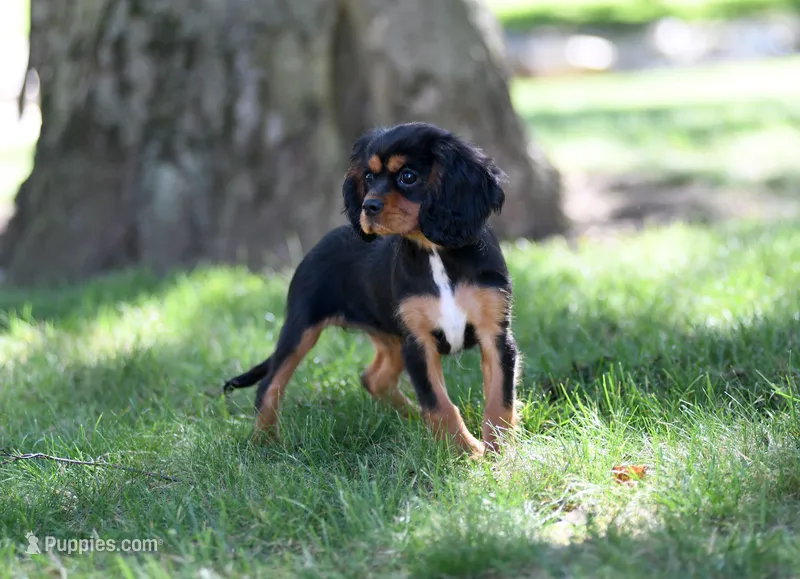 Nova – Cavalier King Charles Spaniel puppy for sale in Syracuse, IN