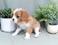 Dusty, a male Cavalier King Charles Spaniel for sale in Syracuse, IN – 3 of 3