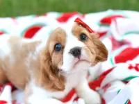 Macy, a female Cavalier King Charles Spaniel for sale in Syracuse, IN – 3 of 3