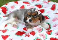 Maddie, a female Cavalier King Charles Spaniel for sale in Syracuse, IN – 2 of 3