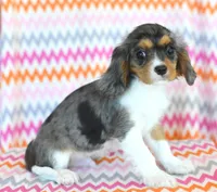 Dominic, a male Cavalier King Charles Spaniel for sale in Syracuse, IN – 3 of 3
