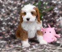 Romeo, a male Cavapoo for sale in Syracuse, IN – Photo 3 of 7