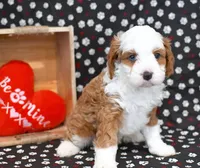 Romeo, a male Cavapoo for sale in Syracuse, IN – Photo 6 of 7