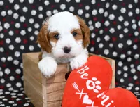 Romeo, a male Cavapoo for sale in Syracuse, IN – Photo 5 of 7