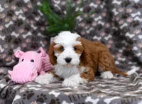 Romeo, a male Cavapoo for sale in Syracuse, IN – Photo 4 of 7