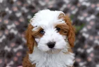Romeo, a male Cavapoo for sale in Syracuse, IN – Photo 2 of 7