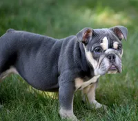Remy, a female Olde English Bulldogge for sale in Syracuse, IN – 5 of 5