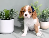 Debbie, a female Cavalier King Charles Spaniel for sale in Syracuse, IN – 2 of 2