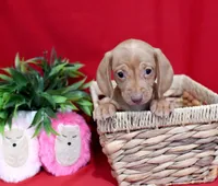 Diego, a male Miniature Dachshund for sale in Syracuse, IN – Photo 4 of 6