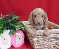 Diego, a male Miniature Dachshund for sale in Syracuse, IN – Photo 3 of 6