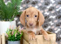 Diego, a male Miniature Dachshund for sale in Syracuse, IN – Photo 1 of 6
