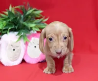 Diego, a male Miniature Dachshund for sale in Syracuse, IN – Photo 5 of 6