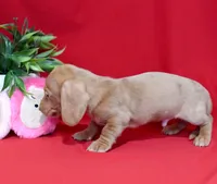 Diego, a male Miniature Dachshund for sale in Syracuse, IN – Photo 6 of 6