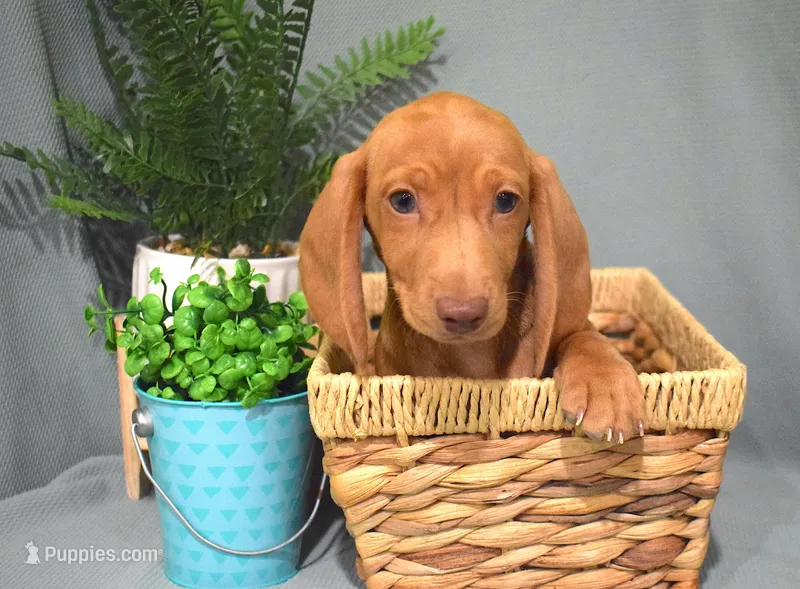 Diego – Miniature Dachshund puppy on hold in Syracuse, IN