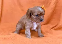 Kaylee, a female Cavalier King Charles Spaniel for sale in Syracuse, IN – Photo 3 of 3