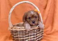Kaylee, a female Cavalier King Charles Spaniel for sale in Syracuse, IN – Photo 1 of 3