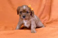 Kaylee, a female Cavalier King Charles Spaniel for sale in Syracuse, IN – Photo 2 of 3