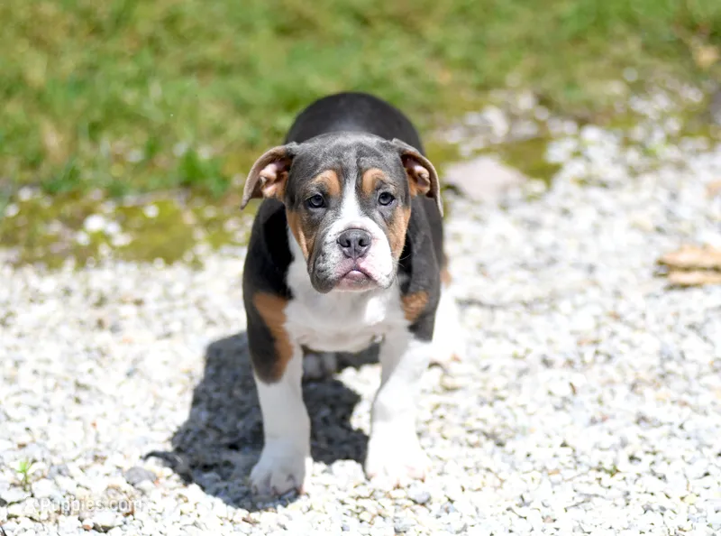 Toby – Beagle, Olde Boston Bulldogge puppy for sale in Syracuse, IN