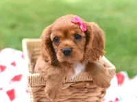 Marcie, a female Cavalier King Charles Spaniel for sale in Syracuse, IN – 1 of 3