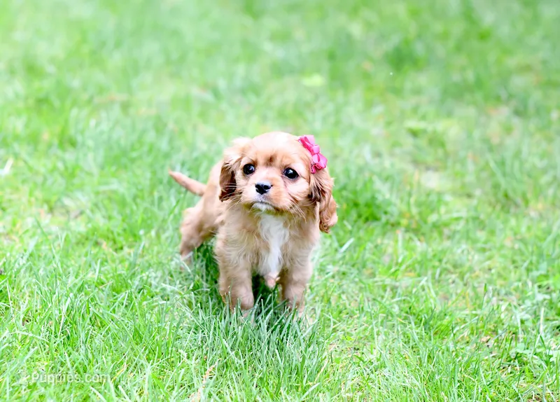 Ariel – Cavalier King Charles Spaniel puppy for sale in Syracuse, IN