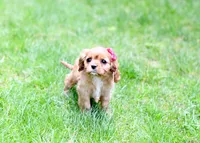 Ariel, a female Cavalier King Charles Spaniel for sale in Syracuse, IN – 1 of 3
