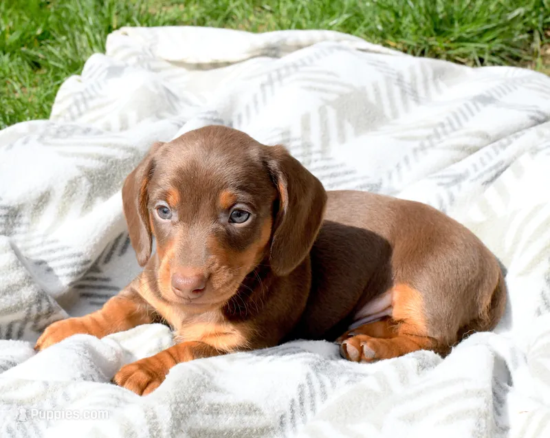 Major, a male Miniature Dachshund for sale in Syracuse, IN – Photo 1 of 2