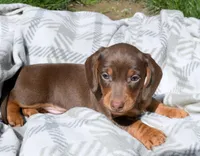 Major, a male Miniature Dachshund for sale in Syracuse, IN – Photo 2 of 2