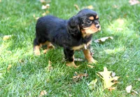 Ebony, a female Cavalier King Charles Spaniel for sale in Syracuse, IN – Photo 2 of 4