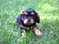 Ebony, a female Cavalier King Charles Spaniel for sale in Syracuse, IN – Photo 3 of 4