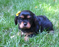 Ebony, a female Cavalier King Charles Spaniel for sale in Syracuse, IN – Photo 4 of 4