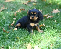 Ebony, a female Cavalier King Charles Spaniel for sale in Syracuse, IN – Photo 1 of 4