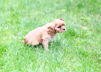 Ariel, a female Cavalier King Charles Spaniel for sale in Syracuse, IN – 2 of 3