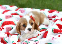 Macy, a female Cavalier King Charles Spaniel for sale in Syracuse, IN – 2 of 3