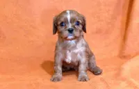 Karson, a male Cavalier King Charles Spaniel for sale in Syracuse, IN – Photo 3 of 3