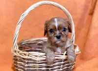 Karson, a male Cavalier King Charles Spaniel for sale in Syracuse, IN – Photo 1 of 3