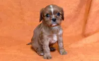Karson, a male Cavalier King Charles Spaniel for sale in Syracuse, IN – Photo 2 of 3