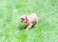 Ariel, a female Cavalier King Charles Spaniel for sale in Syracuse, IN – 3 of 3