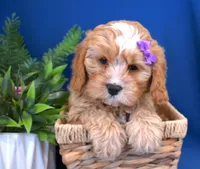 processed/957da543-50e5-4c66-a945-1521559d6630/listing/5a558861-af8c-496b-b1cf-869e9d681db0/24c77bc8-889d-4326-8c48-9930103fa99c