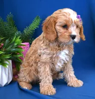 processed/957da543-50e5-4c66-a945-1521559d6630/listing/5a558861-af8c-496b-b1cf-869e9d681db0/7c6839ff-2e3c-4635-b603-0a88a26c08ca