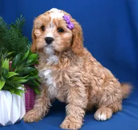 processed/957da543-50e5-4c66-a945-1521559d6630/listing/5a558861-af8c-496b-b1cf-869e9d681db0/f4b186c4-73fa-4b3b-a009-f2d0db3c4fb5