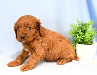 Harry, a female Cavapoo for sale in Syracuse, IN – Photo 2 of 2