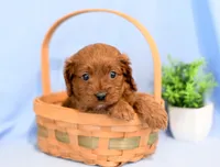 Harry, a female Cavapoo for sale in Syracuse, IN – Photo 1 of 2