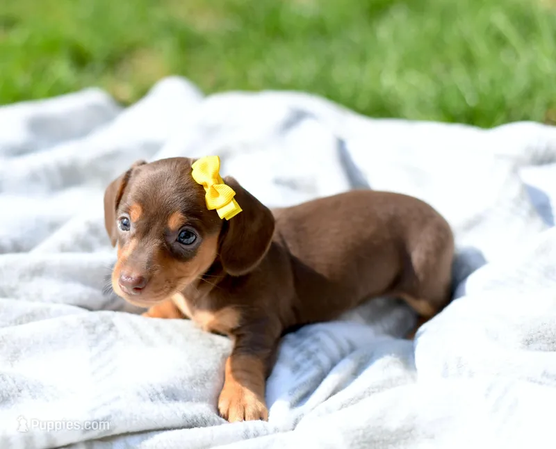 Malley – Miniature Dachshund puppy for sale in Syracuse, IN