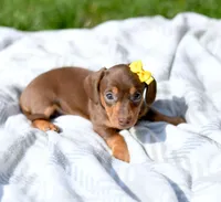 Malley, a female Miniature Dachshund for sale in Syracuse, IN – Photo 2 of 3