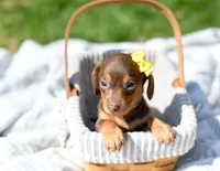 Malley, a female Miniature Dachshund for sale in Syracuse, IN – Photo 3 of 3