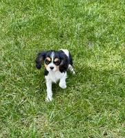 Lily, a female Cavalier King Charles Spaniel for sale in Syracuse, IN – Photo 2 of 4