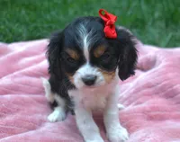 Lily, a female Cavalier King Charles Spaniel for sale in Syracuse, IN – Photo 4 of 4