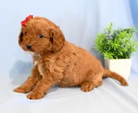 Hope, a female Cavapoo for sale in Syracuse, IN – Photo 3 of 3