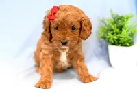 Hope, a female Cavapoo for sale in Syracuse, IN – Photo 2 of 3